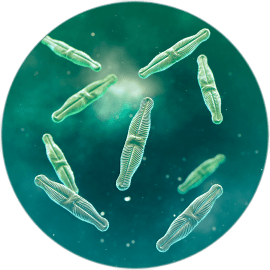 Organizm wodny Pinnularia saprophila