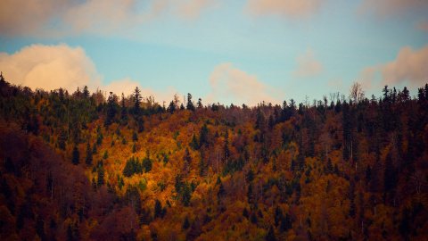 Bajkowe lasy Beskidu